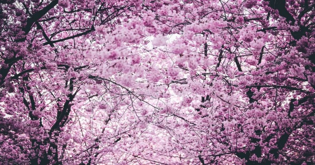 خواص شکوفه گیلاس